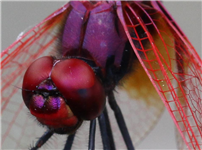 紫紅蜻蜓複眼